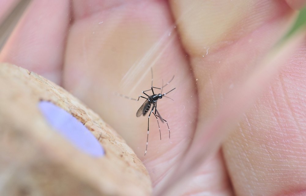 Moustique tigre Aedes albopictus et lutte anti-vectorielle